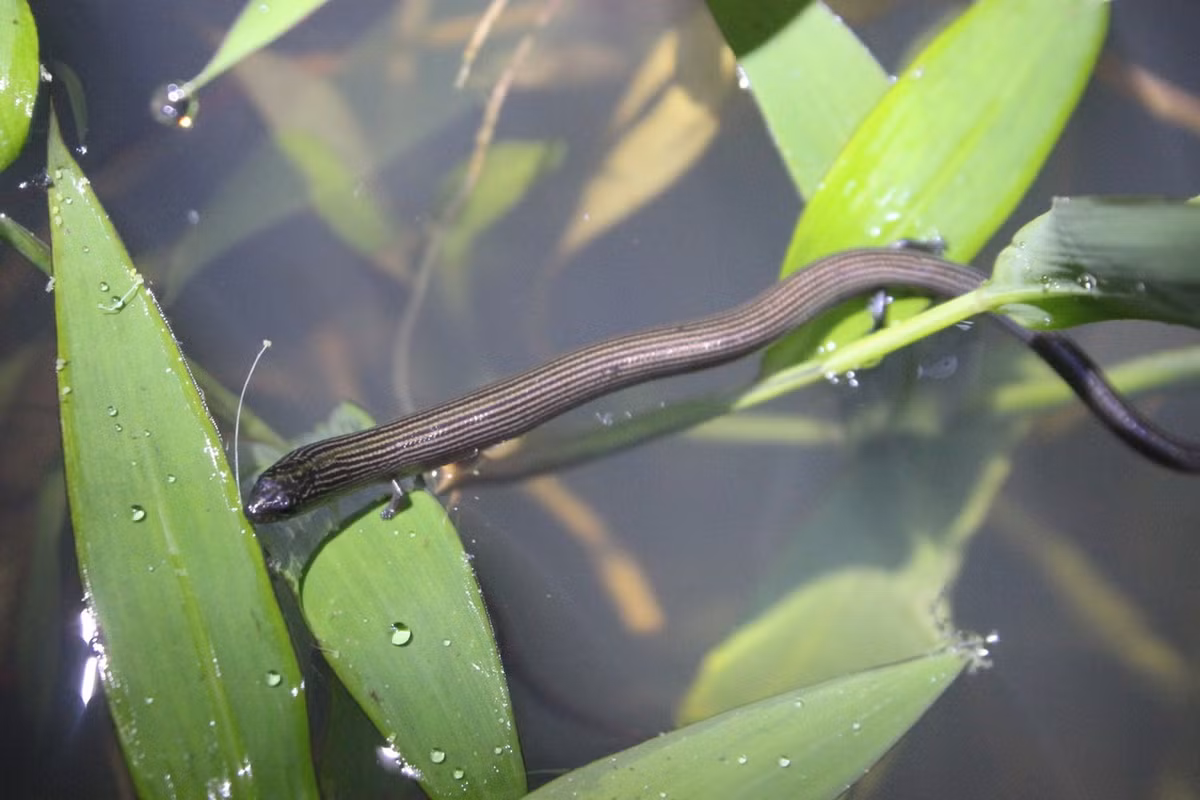Tại Việt Nam, thằn lằn chân ngắn sinh sống hầu khắp cả nước. Chúng được ghi nhận từ vùng đồng bằng cho đến cho đến độ cao 1.000 mét (Vườn quốc gia Tam Đảo). Ảnh: iNaturalist.