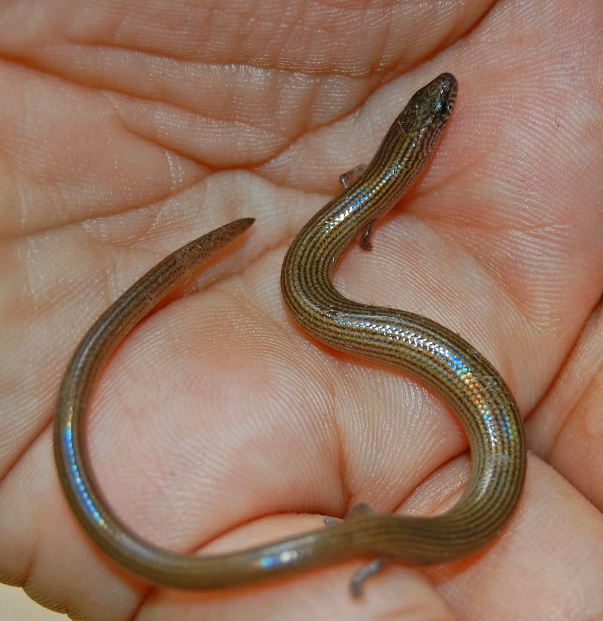 Về mặt sinh sản, mỗi lứa thằn lằn cái sinh đẻ từ 2 hoặc 3 trứng. Trứng sẽ nở sau năm tuần. Ảnh: W.A. Djatmiko.