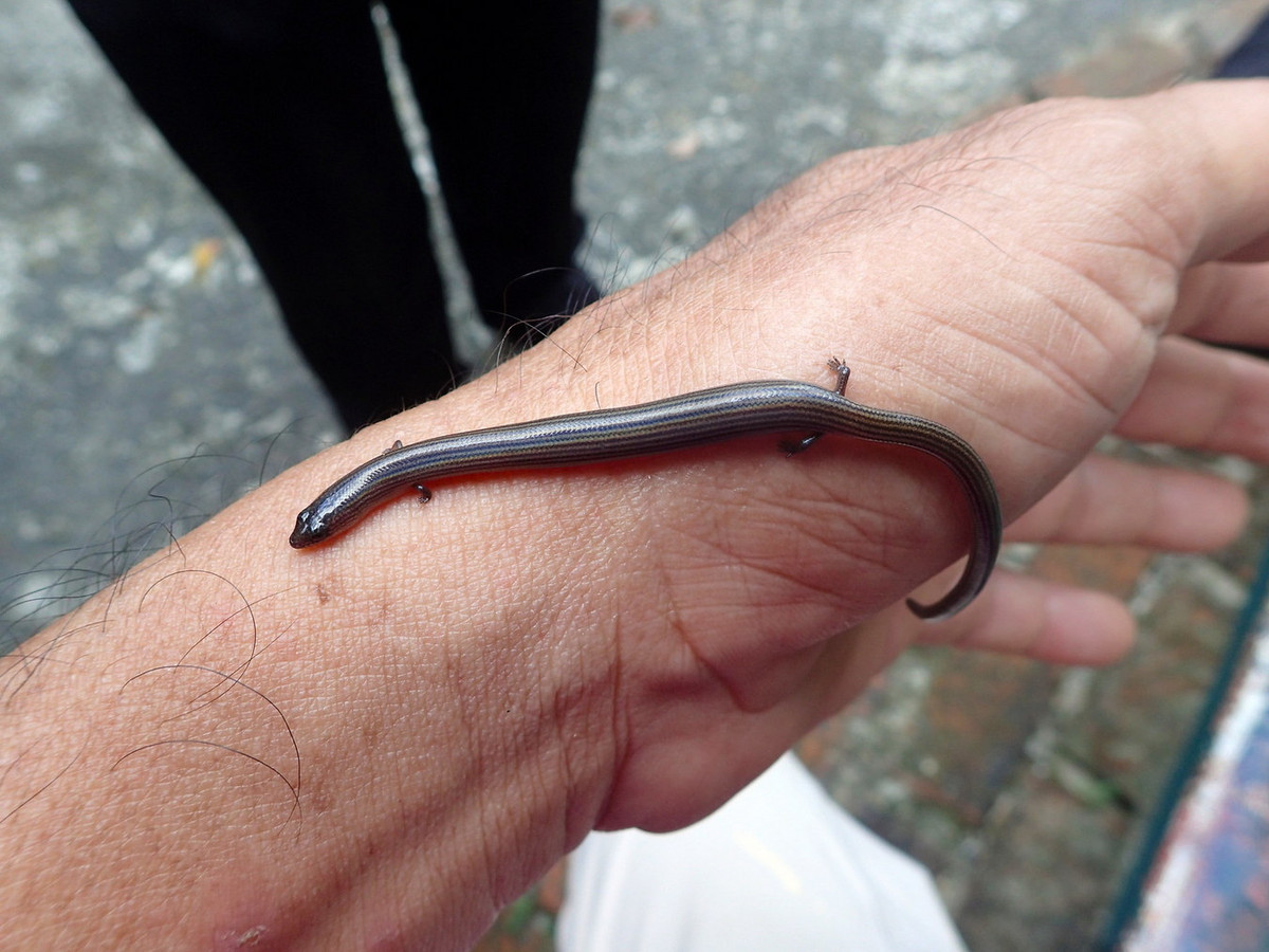 Những chiếc chân của thằn lằn chân ngắn rất yếu, hầu như không nâng đỡ nổi cơ thể mà chỉ có vai trò hỗ trợ khi con vật di chuyển bằng cách trườn bò. Ảnh: Ahmad Fuad Bin Morad / Flickr.