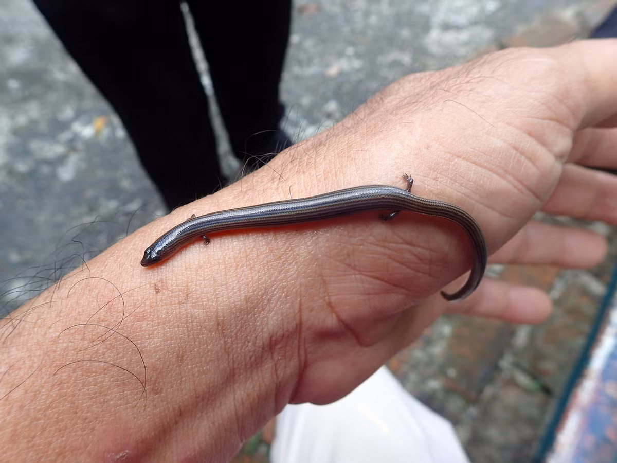 Những chiếc chân của thằn lằn chân ngắn rất yếu, hầu như không nâng đỡ nổi cơ thể mà chỉ có vai trò hỗ trợ khi con vật di chuyển bằng cách trườn bò. Ảnh: Ahmad Fuad Bin Morad / Flickr.