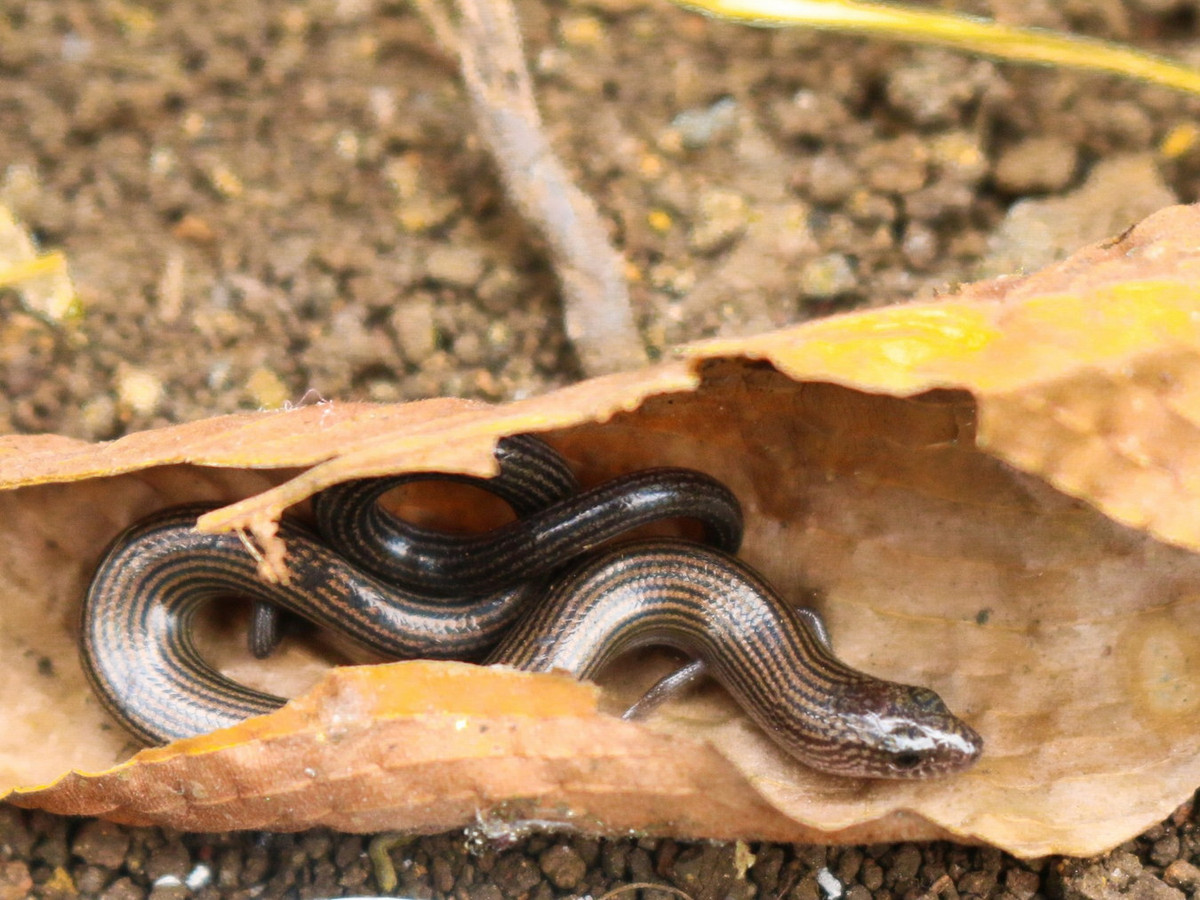 Theo các nhà động vật học, trong số các loài thằn lằn thuộc chi Lygosoma, thằn lằn chân ngắn là loài tiêu biểu nhất cho lối sống trong hang. Ảnh: iNaturalist.