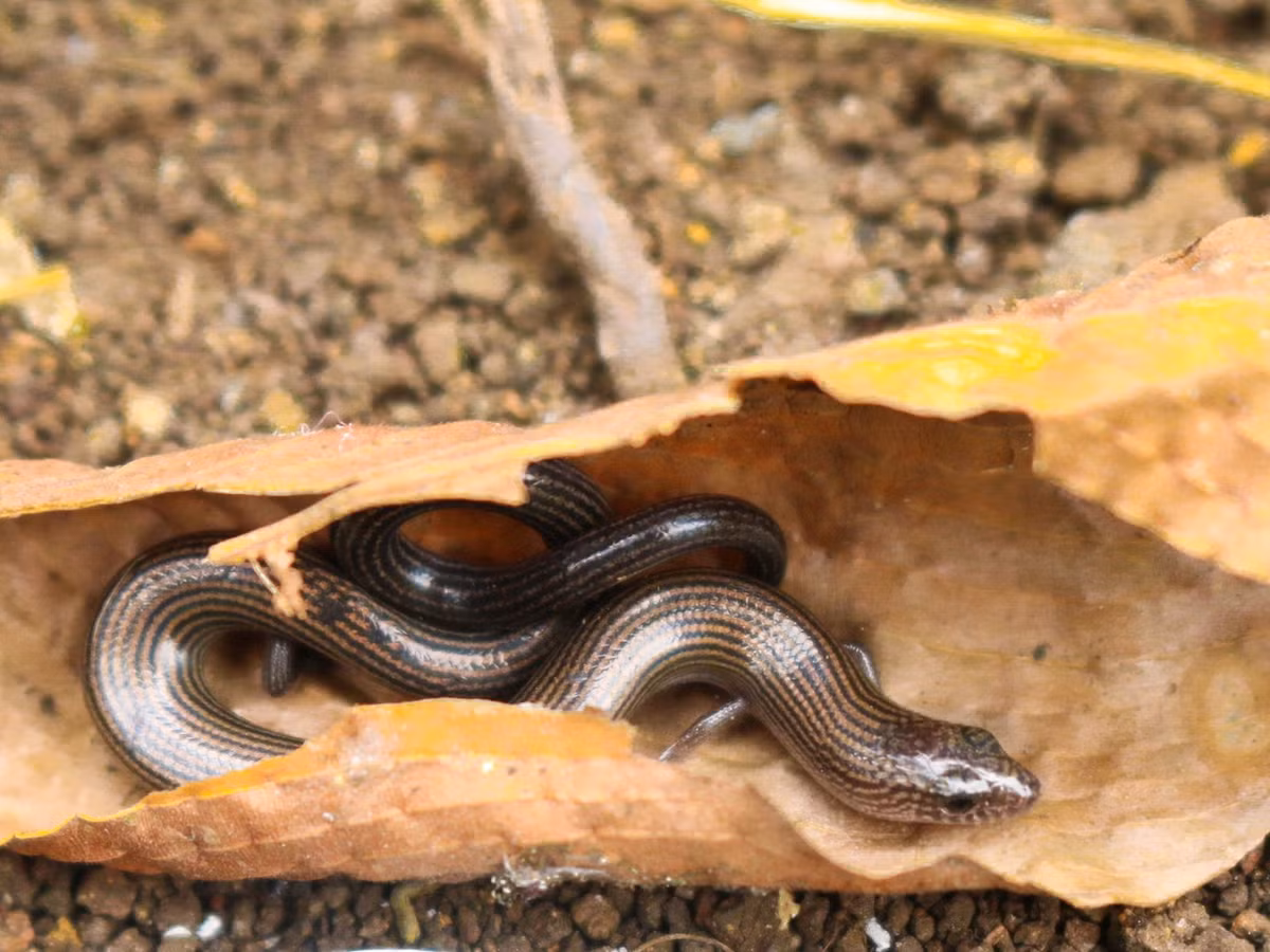 Theo các nhà động vật học, trong số các loài thằn lằn thuộc chi Lygosoma, thằn lằn chân ngắn là loài tiêu biểu nhất cho lối sống trong hang. Ảnh: iNaturalist.