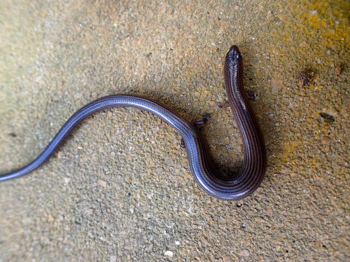 Về tình trạng bảo tồn, loài bò sát này nằm trong diện thiếu dữ liệu. Số lượng của chúng đang suy giảm ở nhiều nơi do sự mở rộng địa bàn sinh sống của con người. Ảnh: Ahmad Fuad Bin Morad / Flickr.