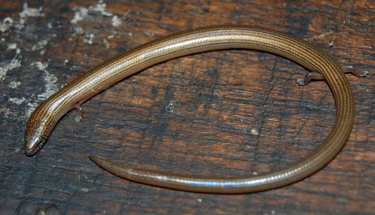 Trên thế giới, loài thằn lằn nhỏ kỳ lạ này hiện diện ở nhiều nơi trong khu vực Đông nam Á, gồm cả các hải đảo, và miền Nam Trung Quốc. Ảnh: W.A. Djatmiko.