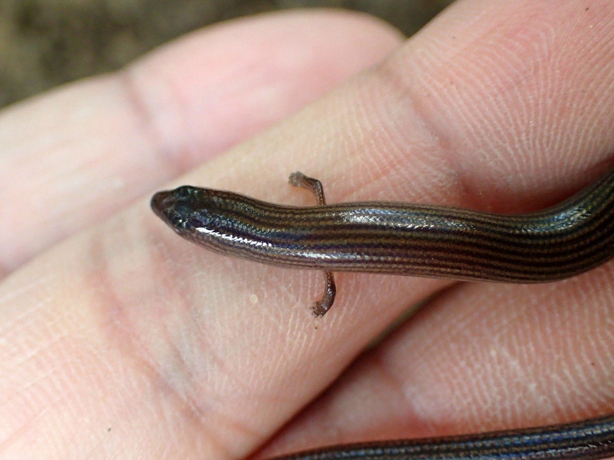 Từ cơ thể chúng "mọc" ra những chiếc chân ngắn nhỏ xíu, mỗi chân có 5 ngón, khiến loài thằn lằn này trông như "rắn có chân". Ảnh: Ahmad Fuad Bin Morad / Flickr.