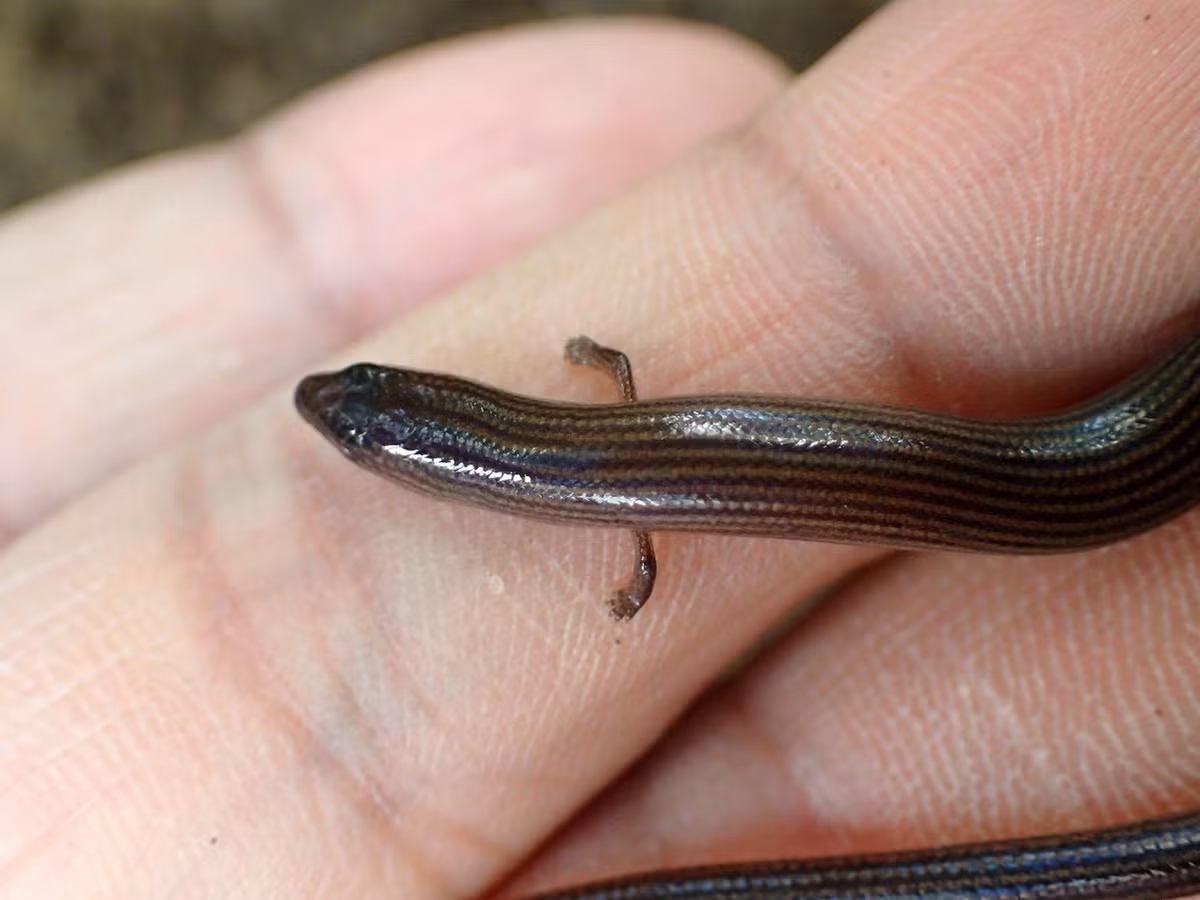 Từ cơ thể chúng "mọc" ra những chiếc chân ngắn nhỏ xíu, mỗi chân có 5 ngón, khiến loài thằn lằn này trông như "rắn có chân". Ảnh: Ahmad Fuad Bin Morad / Flickr.