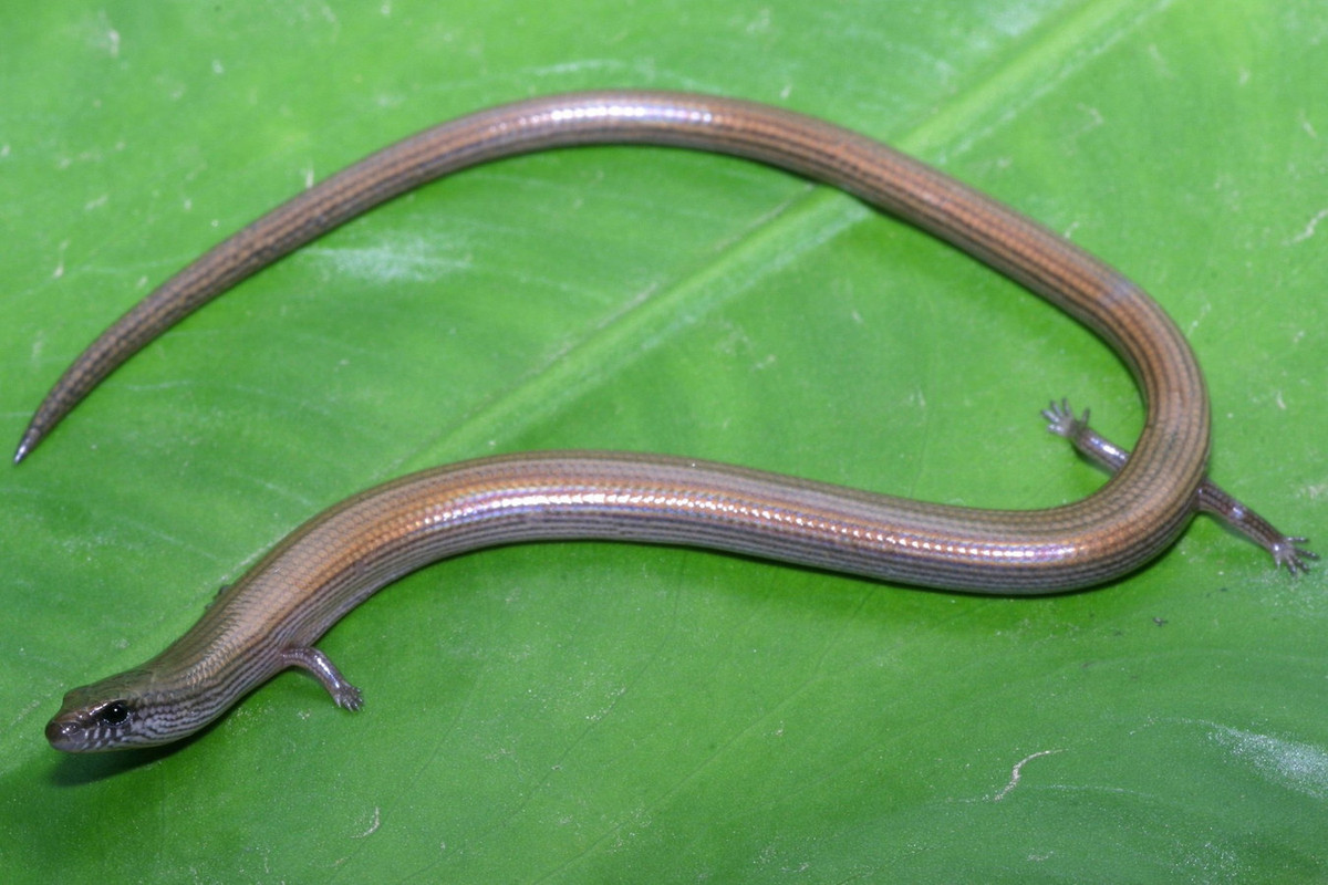 Đặc điểm nhận dạng loài thằn lằn này là kích thước nhỏ, cơ thể thuôn dài như rắn với chiều dài đầu và thân 7-8 cm, tổng chiều dài gồm cả đuôi là 15 cm. Ảnh: IUCN SSC Skink Specialist Group on X.