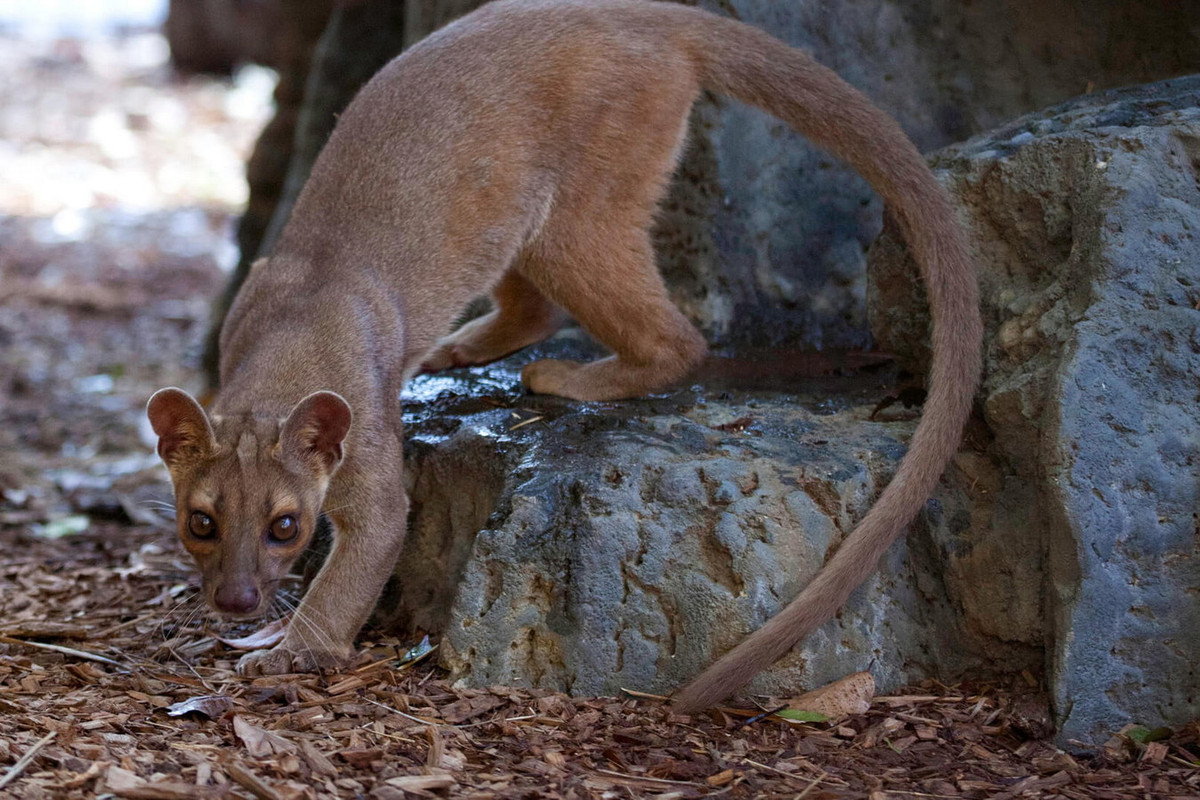  Cầy fossa (Cryptoprocta ferox) dài 68-80 cm (chưa tính đuôi), được ghi nhận trên hầu khắp đảo Madagascar. Là loài thú ăn thịt lớn nhất Madagascar, chúng chủ yếu săn vượn cáo, nhưng cũng xơi hầu như bất kỳ loài động vật nhỏ nào khác mà chúng bắt được. Ảnh: Central Florida Zoo &amp; Botanical Gardens.
