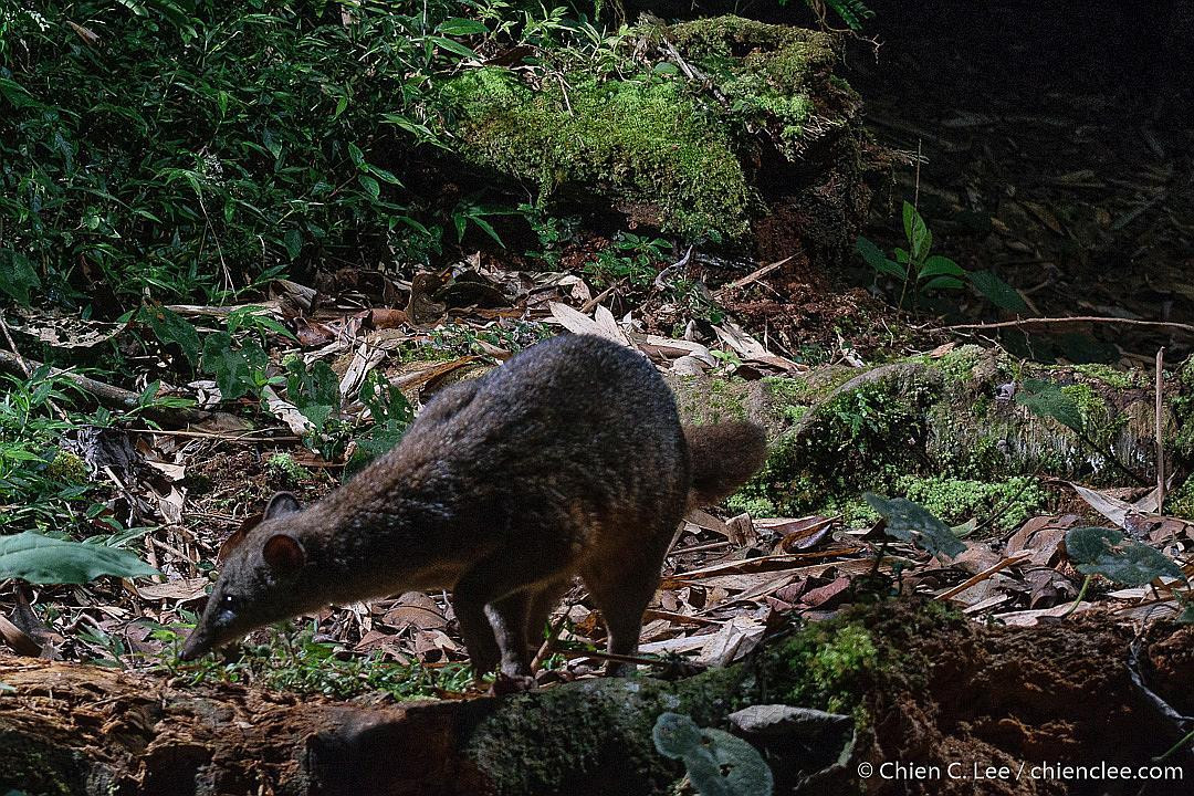 Cầy falanouc (Eupleres goudotii) dài 45-50 cm, sống chủ yếu ở các khu rừng nhiệt đới vùng đất thấp phía đông Madagascar. Đây là loài hoạt động về đêm, sống trên mặt đất. Chúng sử dụng các bàn chân lớn để bới con mồi sống trong đất, chủ yếu là giun. Ảnh: iNaturalist.