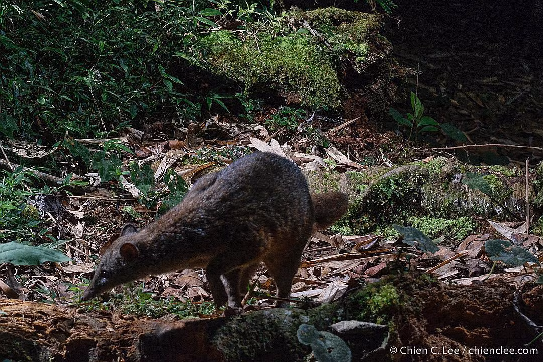 Cầy falanouc (Eupleres goudotii) dài 45-50 cm, sống chủ yếu ở các khu rừng nhiệt đới vùng đất thấp phía đông Madagascar. Đây là loài hoạt động về đêm, sống trên mặt đất. Chúng sử dụng các bàn chân lớn để bới con mồi sống trong đất, chủ yếu là giun. Ảnh: iNaturalist.