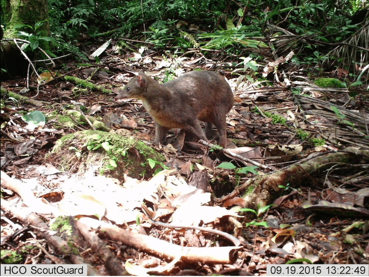 Cầy falanouc miền Tây (Eupleres major) dài 50-55 cm, được tìm thấy ở phía tây bắc Madagascar. Chúng từng được coi là một phân loài của cầy falanouc trước khi được tách thành loài riêng năm 2010. Loài này có kích cỡ lớn hơn và màu lông nâu hơn so với người anh em của mình. Ảnh: Zach Farris/WCS Madagascar.