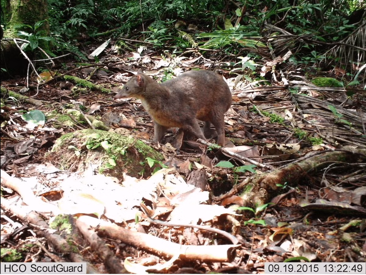 Cầy falanouc miền Tây (Eupleres major) dài 50-55 cm, được tìm thấy ở phía tây bắc Madagascar. Chúng từng được coi là một phân loài của cầy falanouc trước khi được tách thành loài riêng năm 2010. Loài này có kích cỡ lớn hơn và màu lông nâu hơn so với người anh em của mình. Ảnh: Zach Farris/WCS Madagascar.