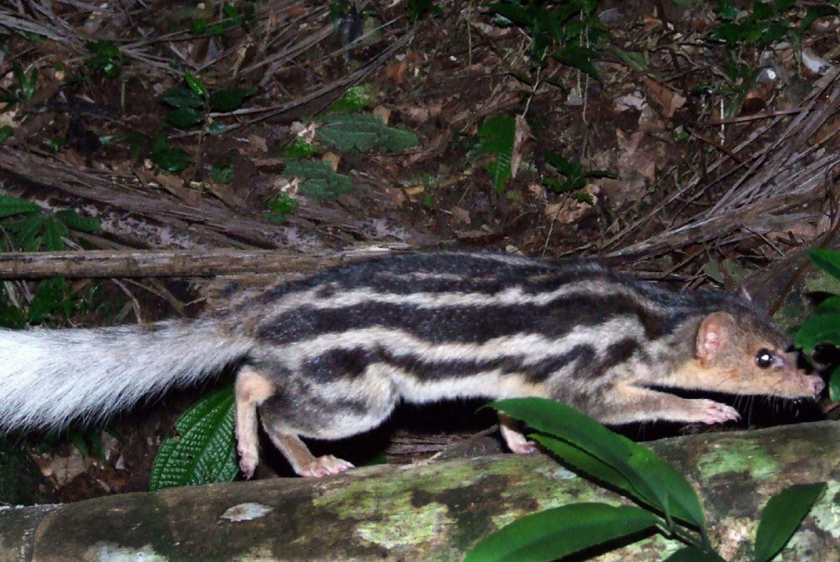 Cầy mangut sọc rộng (Galidictis fasciata) dài 30-34 cm, cư trú trong các khu rừng phía Đông. Được nhận dạng nhờ các sọc đen chạy dọc thân, loài thú này săn con mồi là các loài gặm nhấm nhỏ. Ảnh: Форум - Наука.