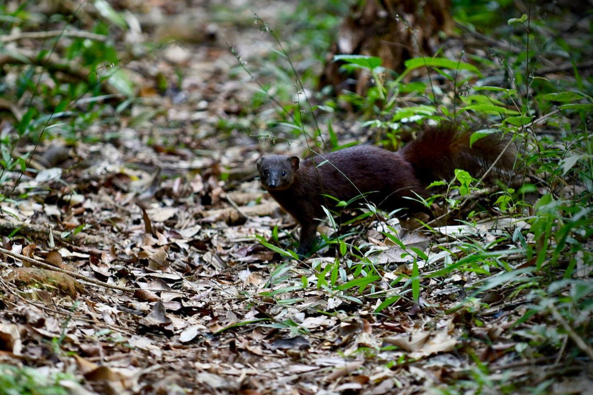 Cầy mangut đuôi nâu (Salanoia concolor) dài 28-32 cm, sống trong các khu rừng nhiệt đới vùng đất thấp ẩm ướt ở Đông Bắc Madagascar. Loài thú này sống đơn độc và kín đáo, hoạt động vào ban ngày. Số lượng của chúng đang bị suy giảm mạnh do mất môi trường sống. Ảnh: Mahaliana.