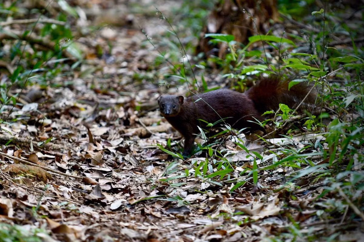 Cầy mangut đuôi nâu (Salanoia concolor) dài 28-32 cm, sống trong các khu rừng nhiệt đới vùng đất thấp ẩm ướt ở Đông Bắc Madagascar. Loài thú này sống đơn độc và kín đáo, hoạt động vào ban ngày. Số lượng của chúng đang bị suy giảm mạnh do mất môi trường sống. Ảnh: Mahaliana.