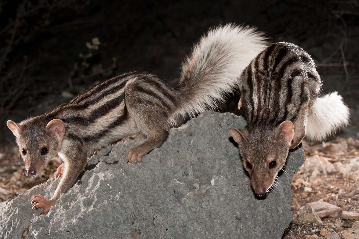 Cầy mangut sọc lớn (Galidictis grandidieri) dài 34-36 cm, chỉ phân bố trong một khu vực rất hẹp ở phía Tây Nam Madagascar. Chúng có ngoại hình gần giống cầy mangut sọc rộng nhưng kích cỡ lớn hơn một chút. Ảnh: Nick Garbutt.