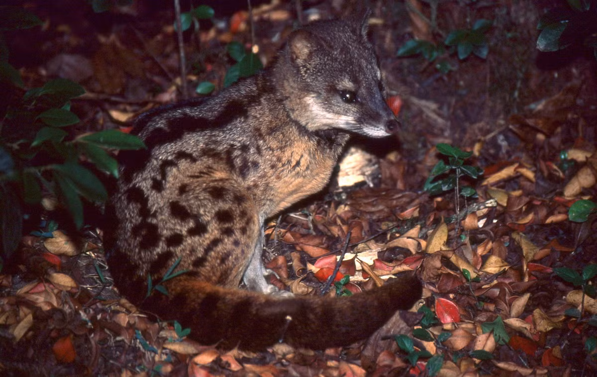Cầy hương Madagascar (Fossa fossana) dài 40-45 cm, cư trú trong các khu rừng ẩm phía Đông Madagascar. Loài thú nhỏ trông giống cầy này săn động vật không xương sống (côn trùng, giun, ốc, giáp xác...) cả ở trên cạn và dưới nước. Ảnh: Bernard Dupont.