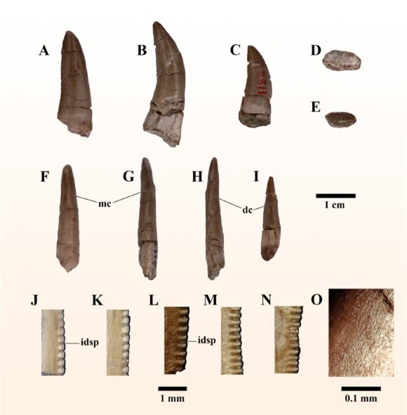 Các phần hóa thạch được khai quật ở Thái Lan - Ảnh: Chowchuvech và các cộng sự