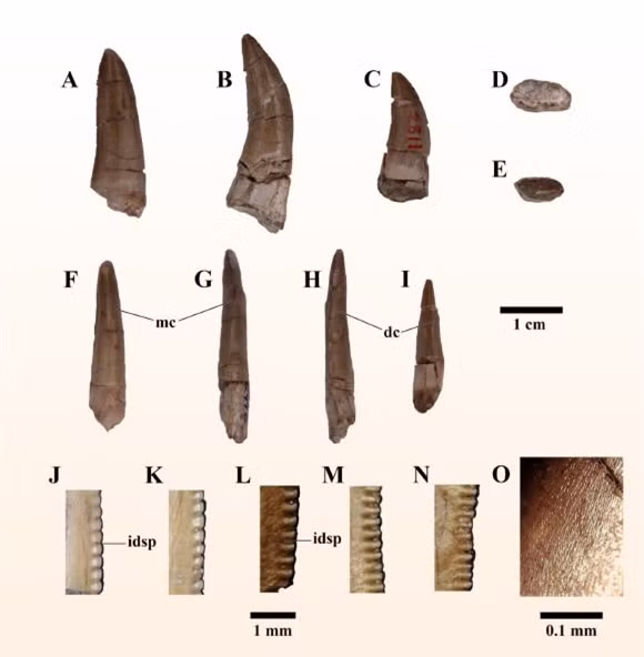 Các phần hóa thạch được khai quật ở Thái Lan - Ảnh: Chowchuvech và các cộng sự