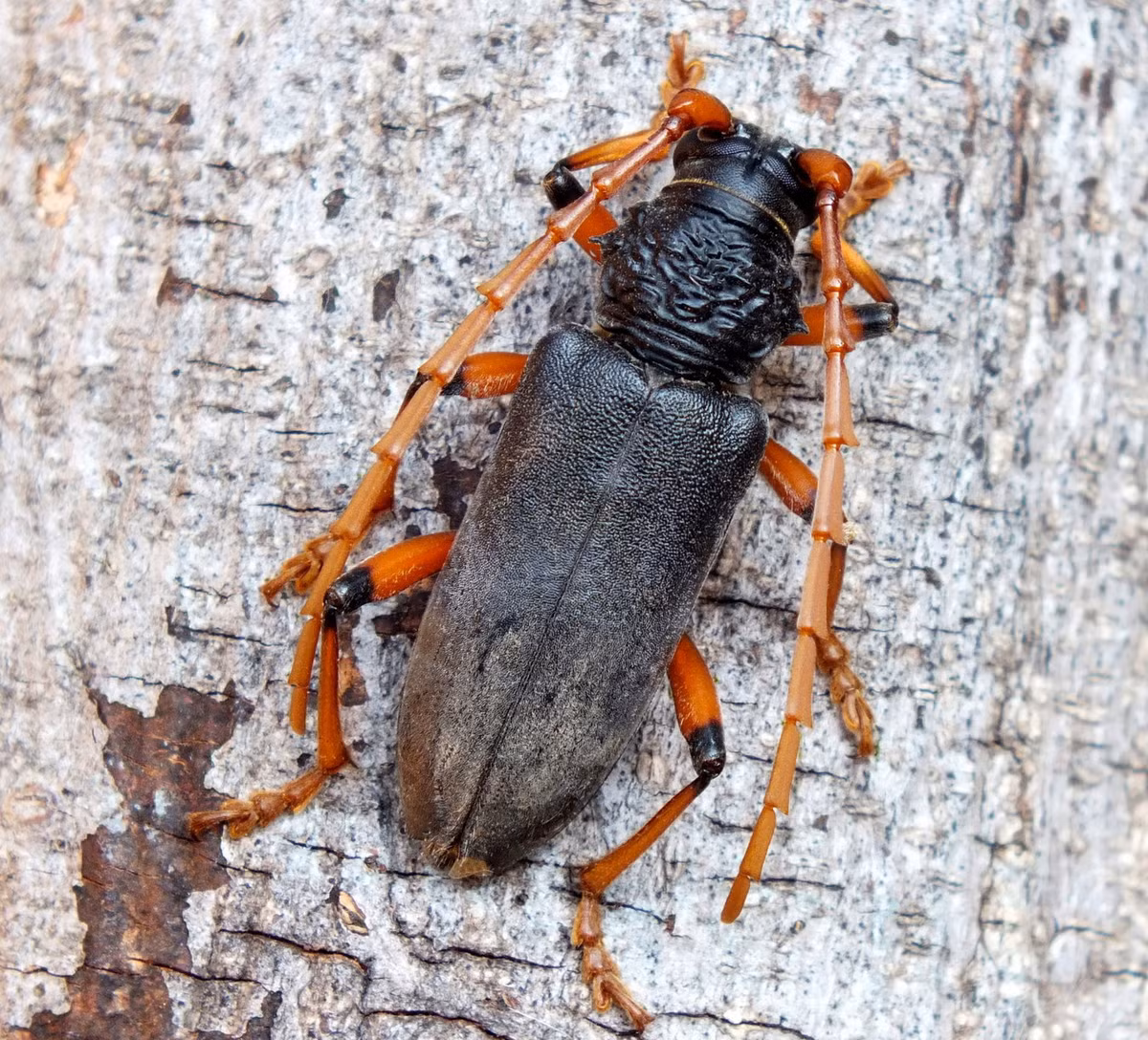  Xén tóc đen sừng đỏ (Neoplocaederus ruficornis). Ảnh: iNaturalist.