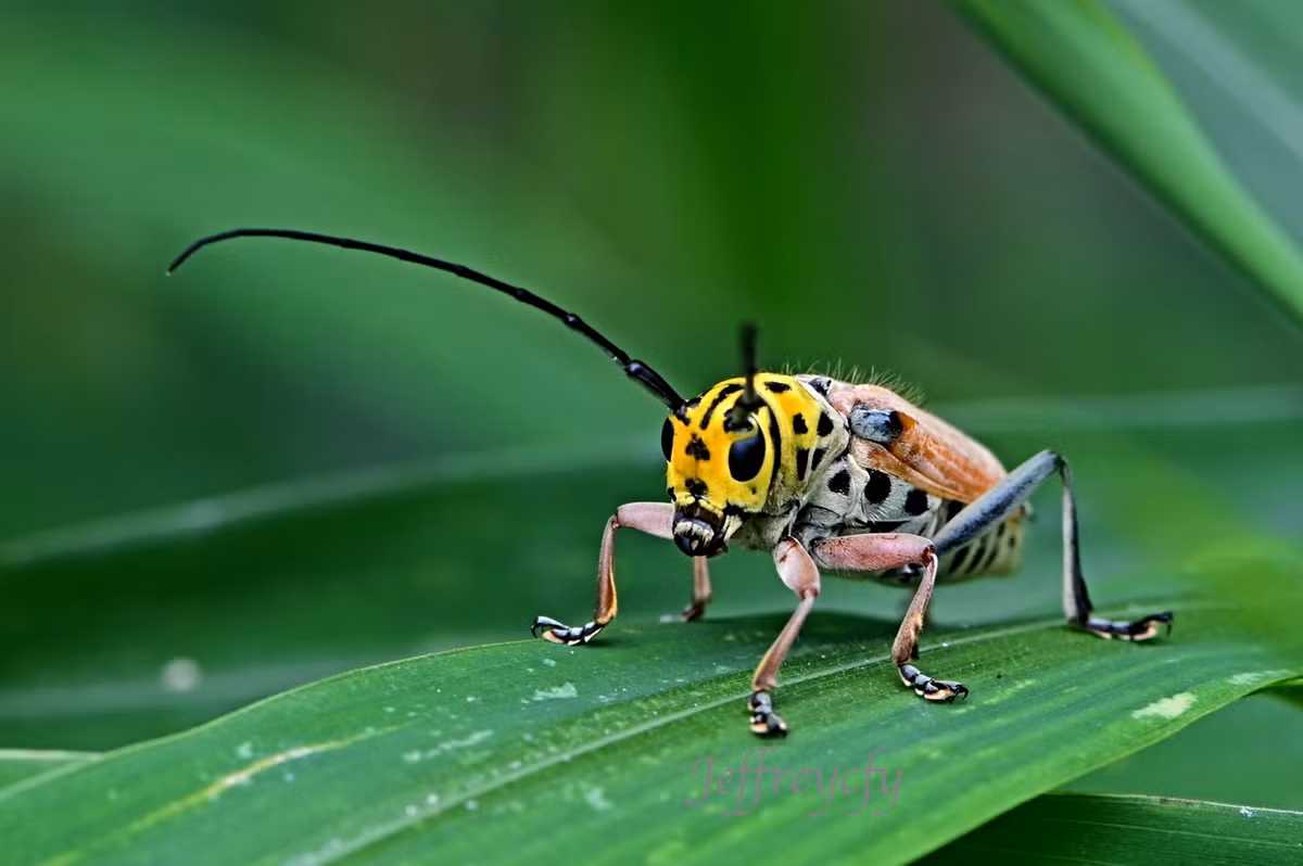 Xén tóc Glenea cantor. Ảnh: 156cfyphotography.blogspot.com.