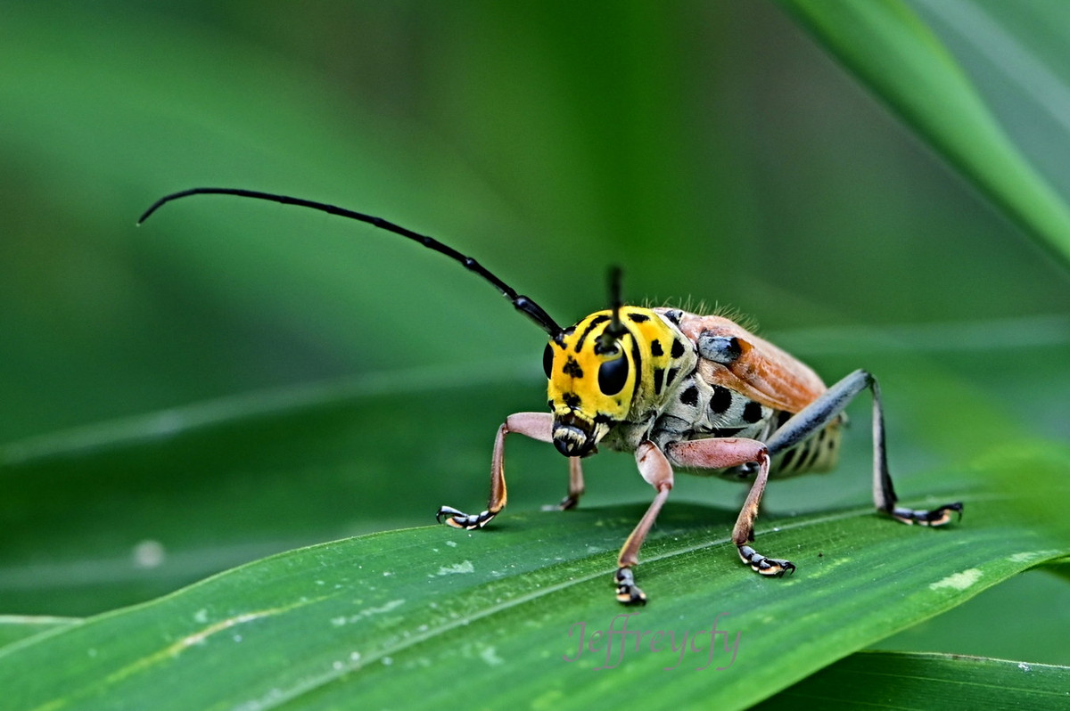 Xén tóc Glenea cantor. Ảnh: 156cfyphotography.blogspot.com.