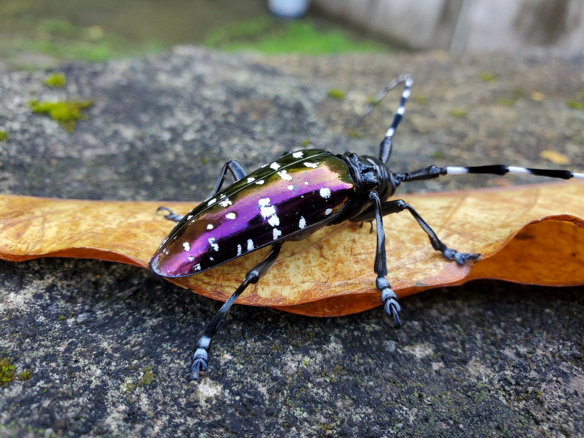 Xén tóc xanh đốm trắng (Anoplophora albopicta). Ảnh: iNaturalist.
