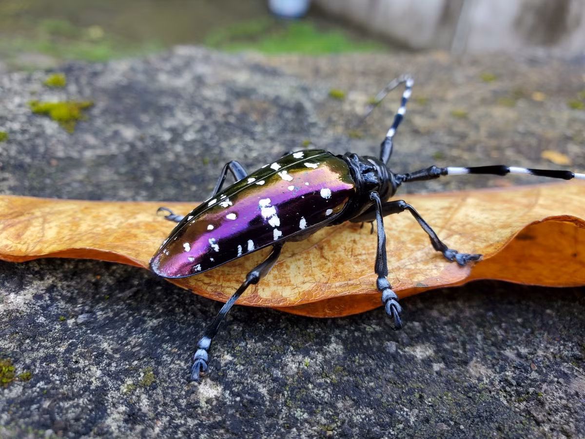 Xén tóc xanh đốm trắng (Anoplophora albopicta). Ảnh: iNaturalist.