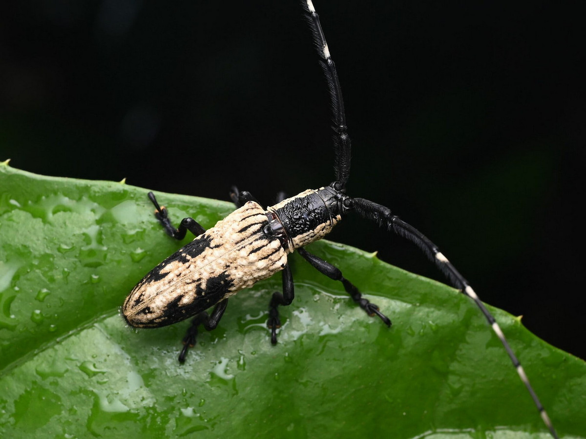 Xén tóc Aulaconotus atronotatus Ảnh: iNaturalist.