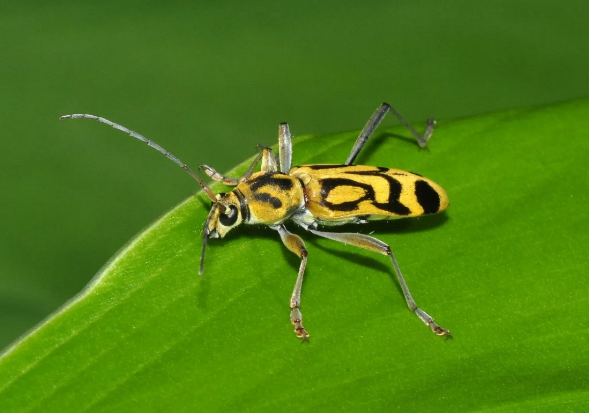 Xén tóc hổ vằn (Chlorophorus annularis). Ảnh: Picture Insect.