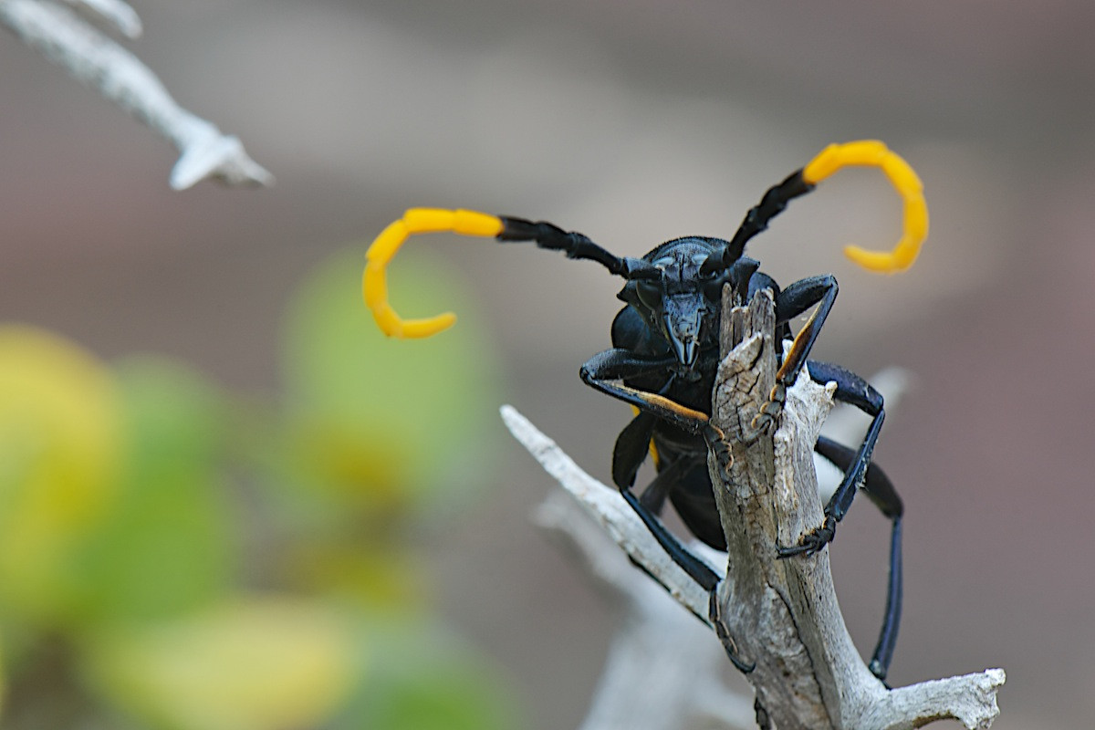 Xén tóc Pachyteria dimidiata. Ảnh: MacroID.ru.