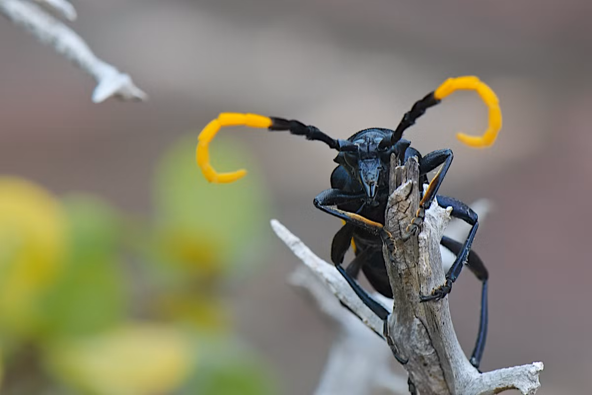 Xén tóc Pachyteria dimidiata. Ảnh: MacroID.ru.