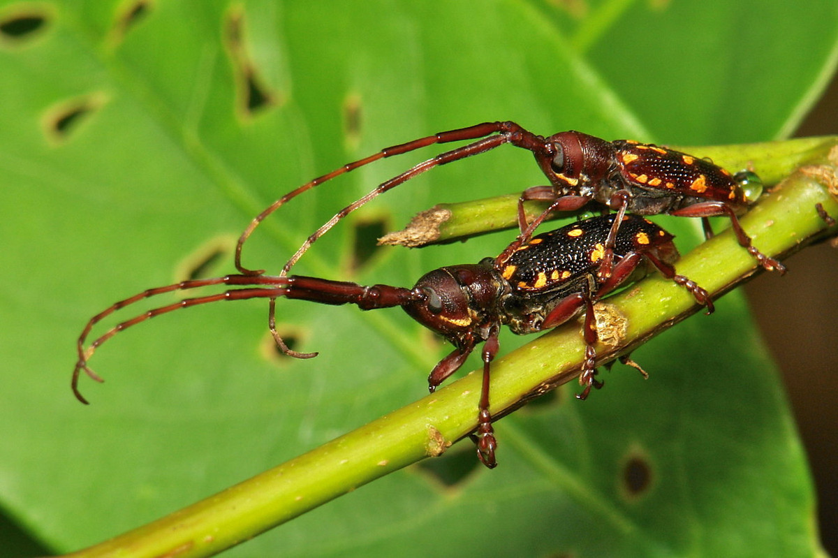 Xén tóc Paragnia fulvomaculata. Ảnh: itchydogimages / Flickr.