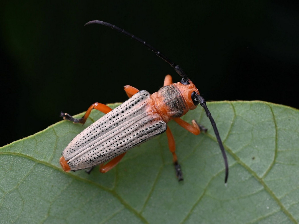 Xén tóc Stibara tricolor. Ảnh: iNaturalist.