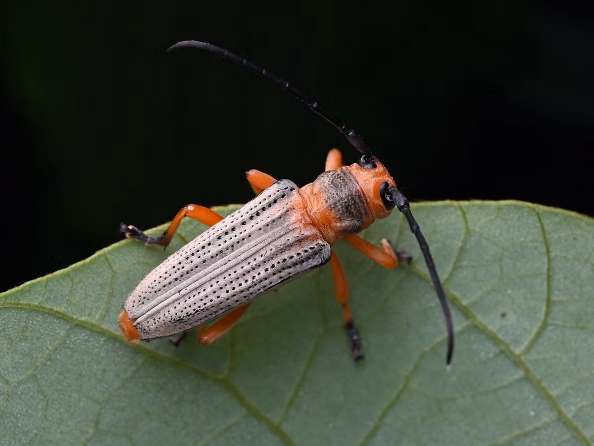 Xén tóc Stibara tricolor. Ảnh: iNaturalist.