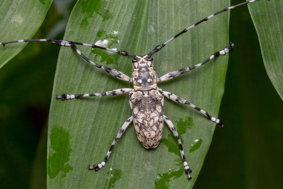 Xén tóc đốm trắng (Palimna annulata). Ảnh: iNaturalist.