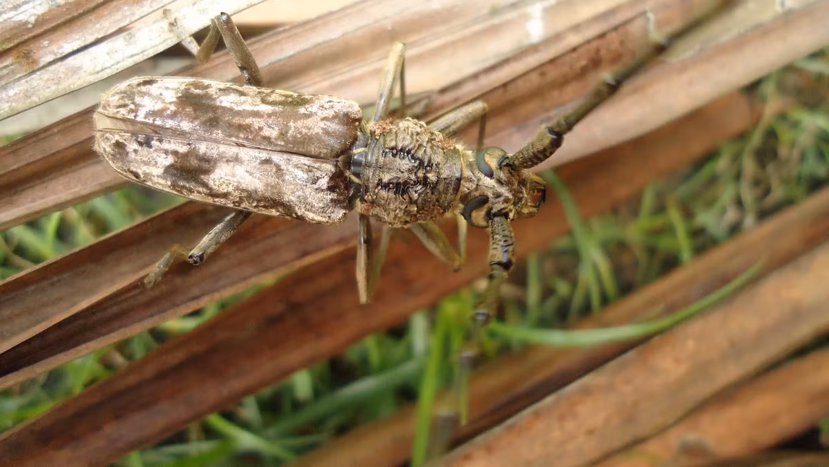 Xén tóc lưng nắp (Aeolesthes induta). Ảnh: Wikipedia.