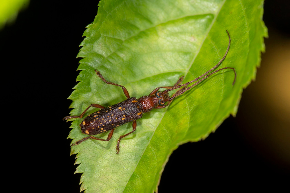 Xén tóc nâu đốm (Xoanodera maculata). Ảnh: Wikipedia.