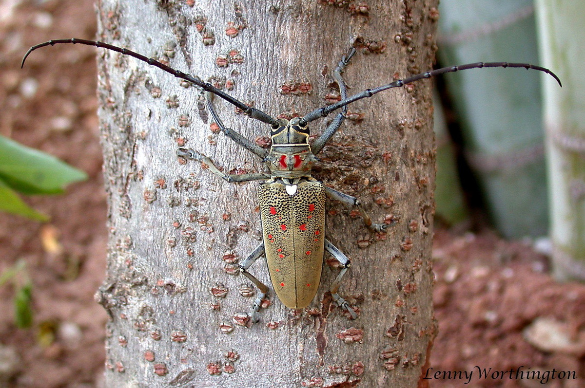 Xén tóc hại xoài (Batocera rufomaculata). Ảnh: Wikipedia.