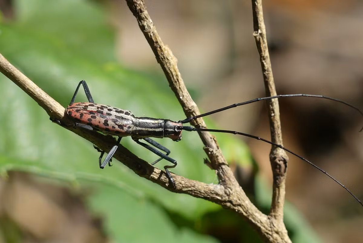 Xén tóc Macrochenus isabellinus. Ảnh: iNaturalist.