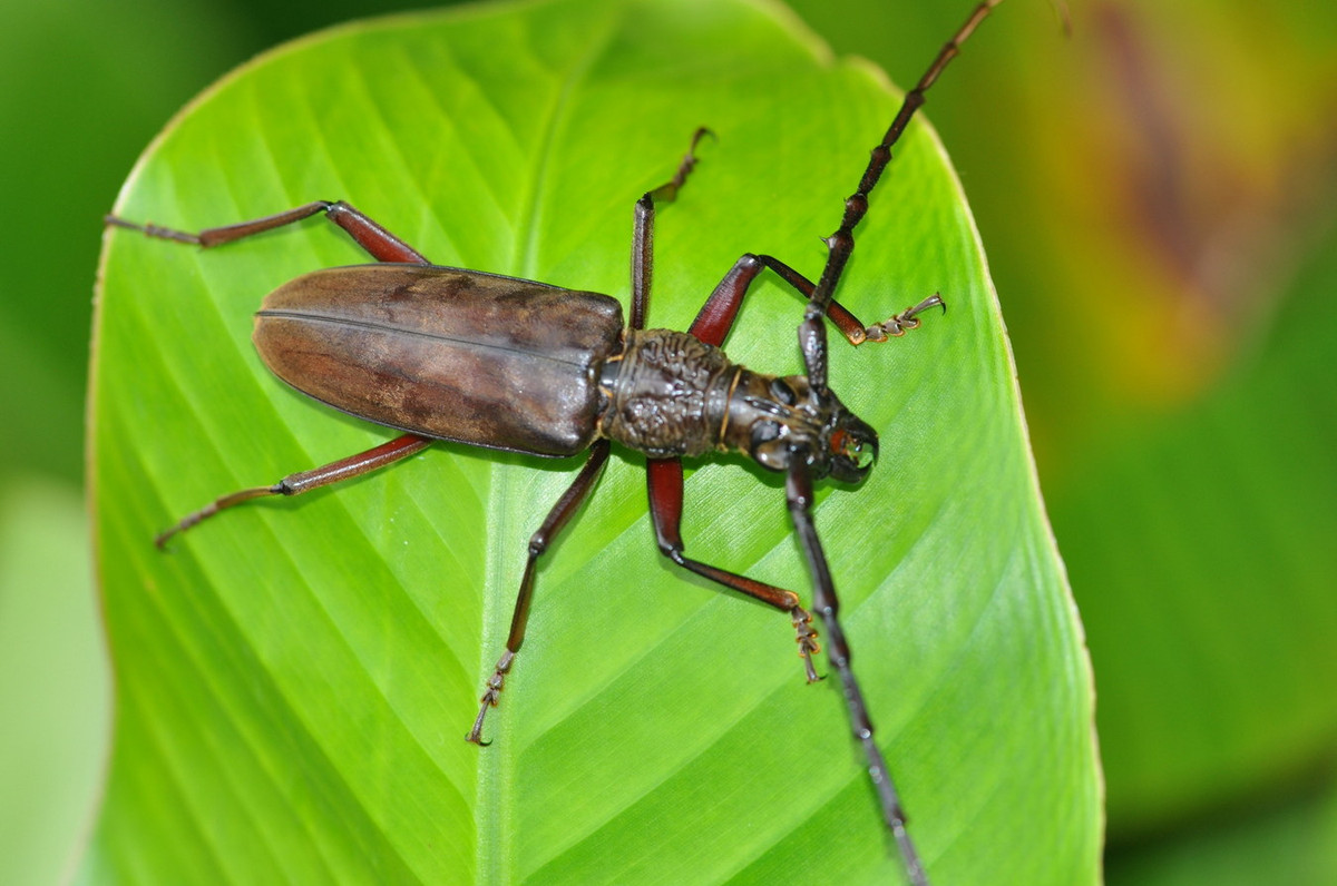 Xén tóc sừng gai (Hoplocerambyx spinicornis). Ảnh: iNaturalist.