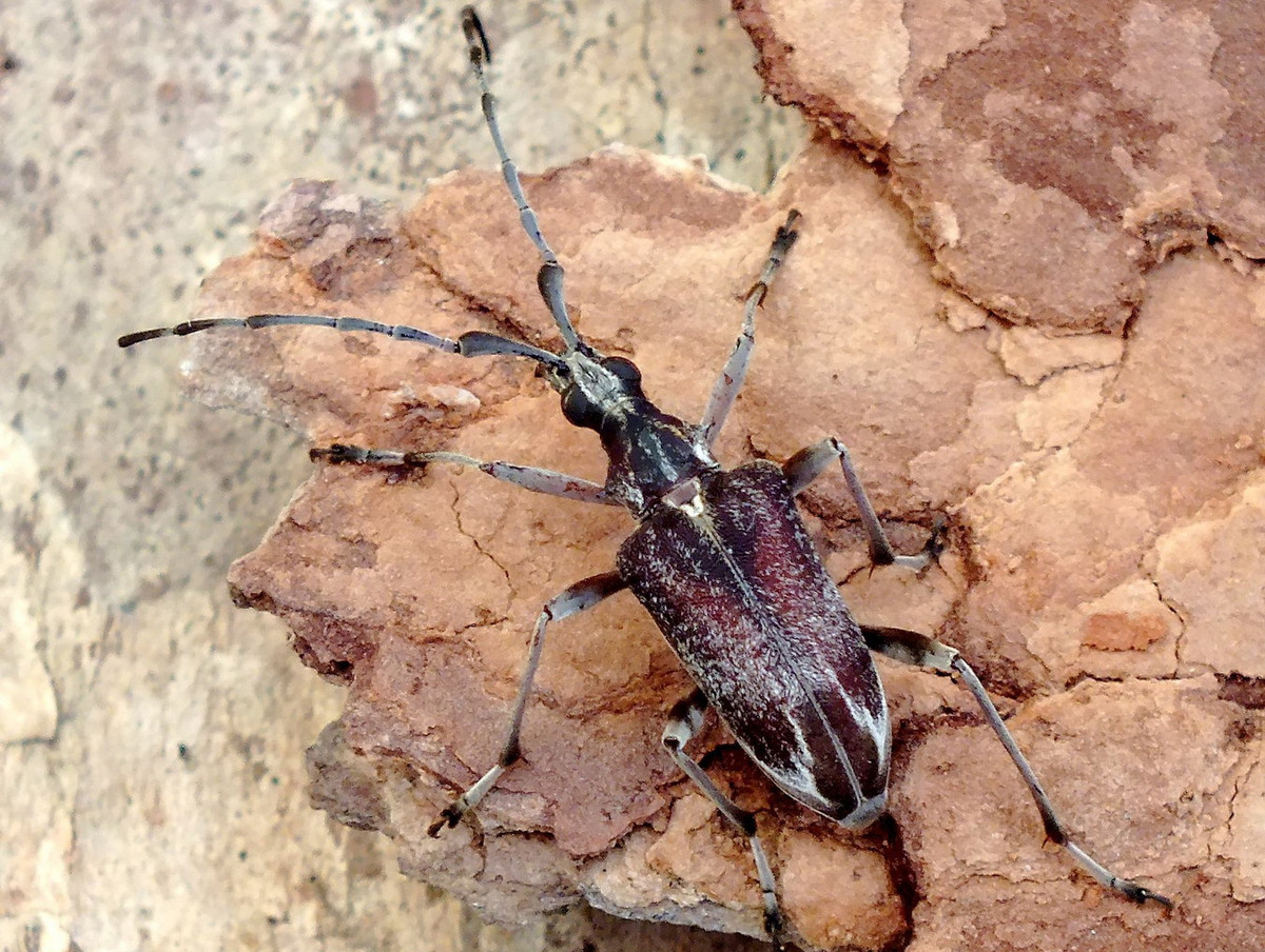 Xén tóc Capnolymma brunnea. Ảnh: iNaturalist.