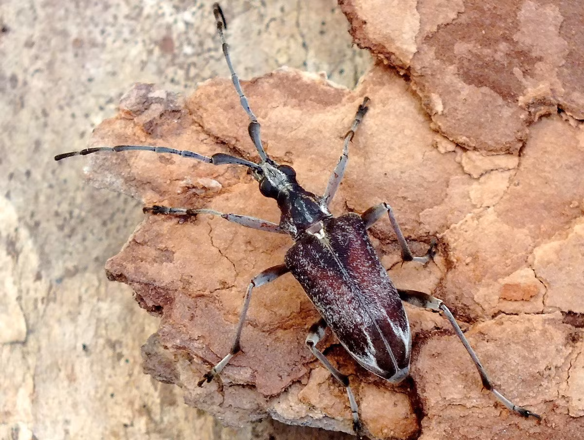 Xén tóc Capnolymma brunnea. Ảnh: iNaturalist.