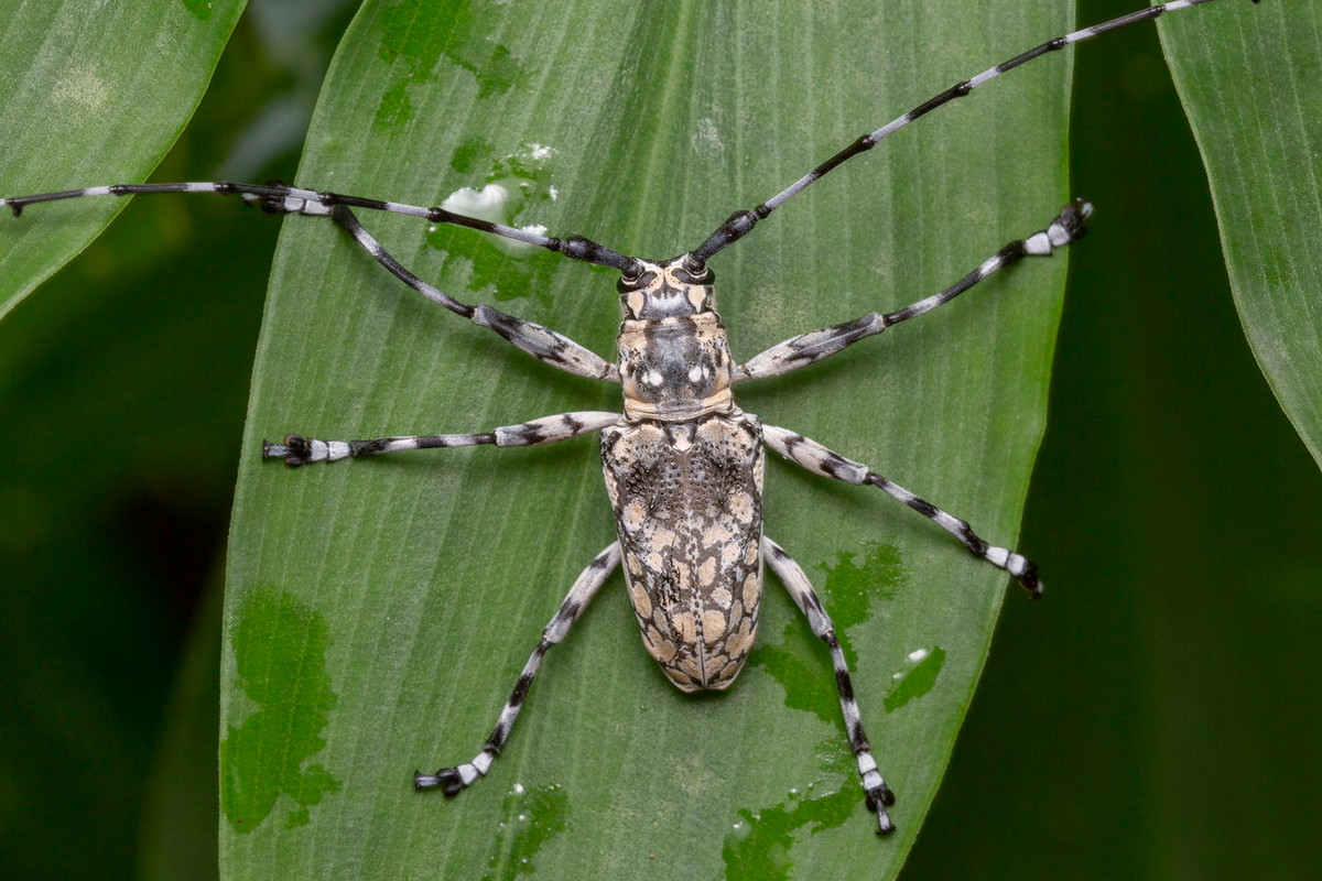 Xén tóc đốm trắng (Palimna annulata). Ảnh: iNaturalist.