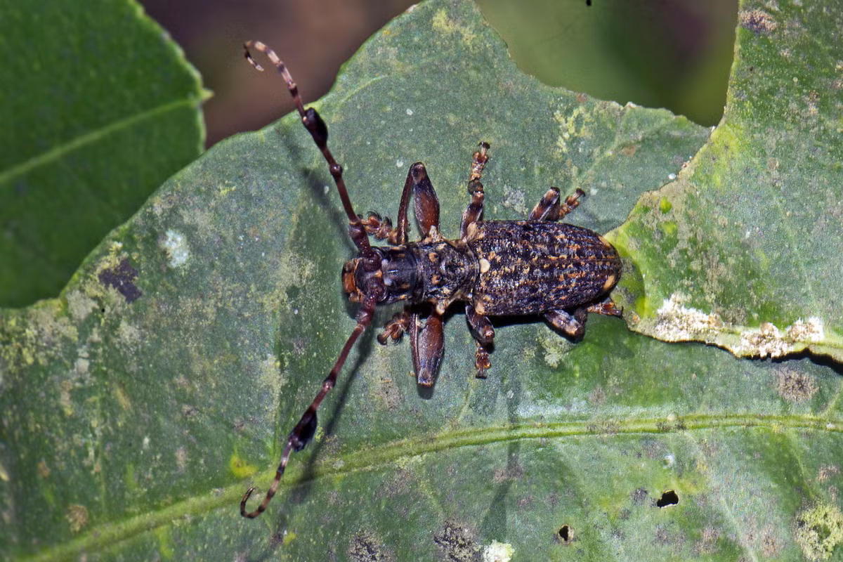 Xén tóc râu lông (Imantocera penicillata). Ảnh: iNaturalist.