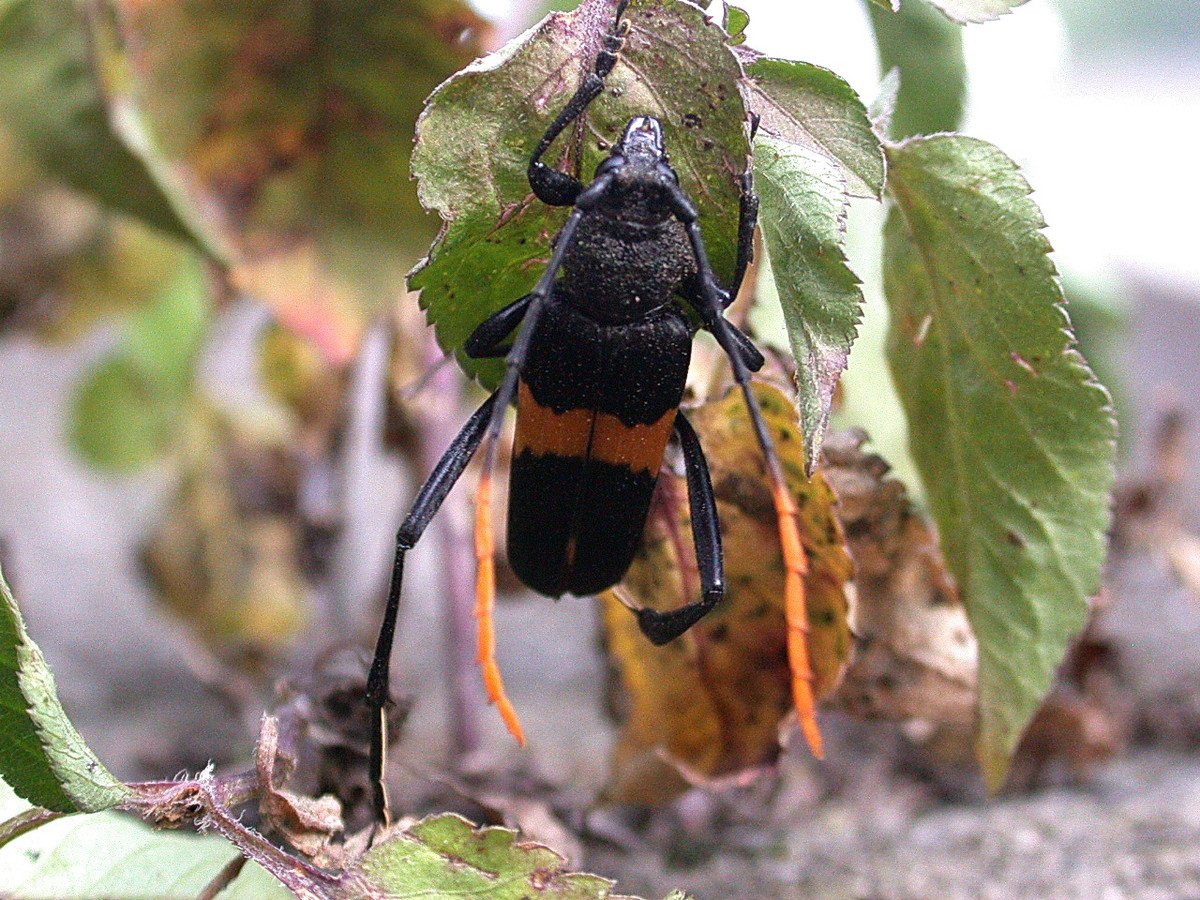 Xén tóc Embrikstrandia unifasciata. Ảnh: SpiderYang / Flickr.