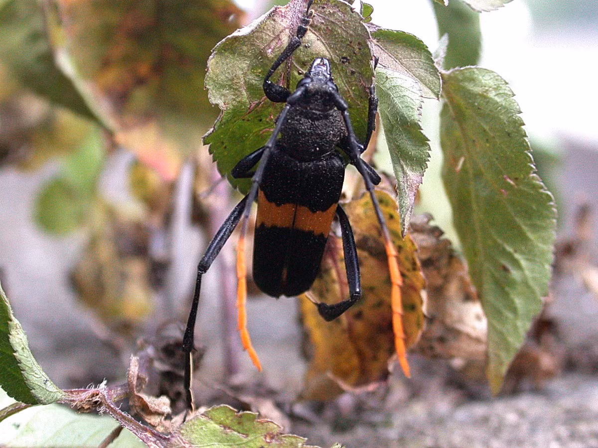 Xén tóc Embrikstrandia unifasciata. Ảnh: SpiderYang / Flickr.