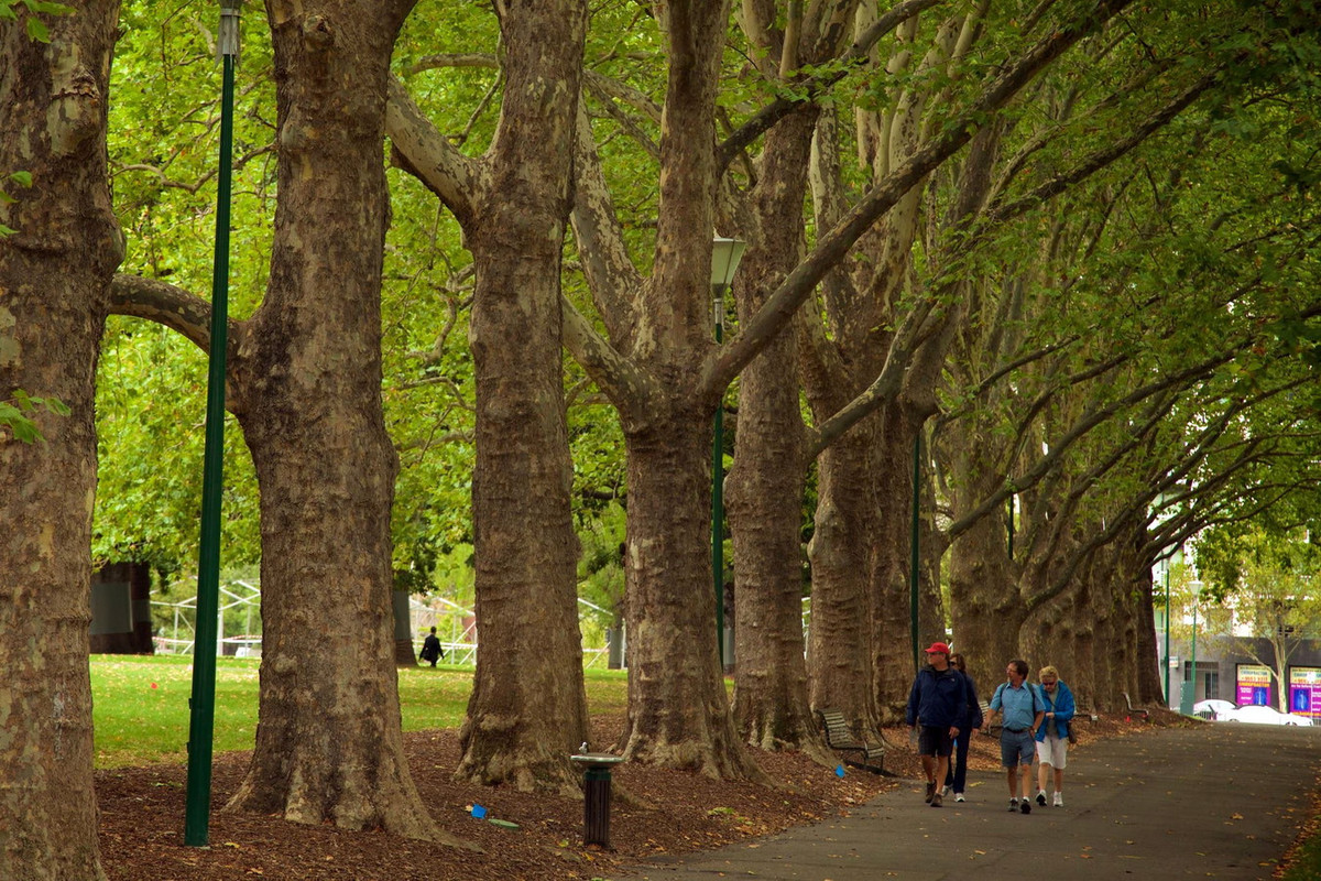 Đó là các loài cây sồi Anh, dương trắng, chò, du, cây lá kim, tuyết tùng, sồi Thổ Nhĩ Kỳ, tùng bách tán, đa Moreton... cùng những luống hoa, cây hàng năm và cây bụi. Ảnh: Expedia.