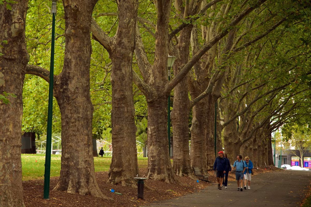 Đó là các loài cây sồi Anh, dương trắng, chò, du, cây lá kim, tuyết tùng, sồi Thổ Nhĩ Kỳ, tùng bách tán, đa Moreton... cùng những luống hoa, cây hàng năm và cây bụi. Ảnh: Expedia.