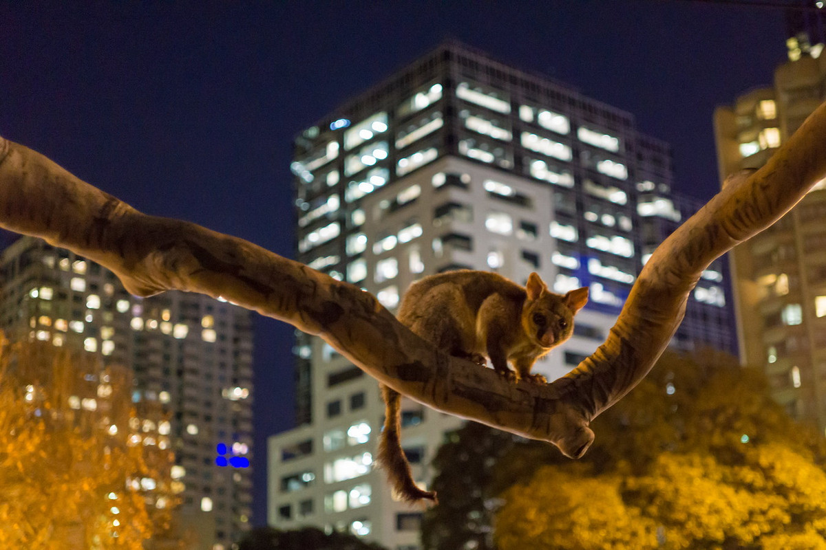 Đây cũng là nơi sinh sống của nhiều loài động vật hoang dã như thú có túi, vịt, cú muỗi mỏ quặp cùng nhiều loài chim quý hiếm. Ảnh: Hampusklarin / Flickr.